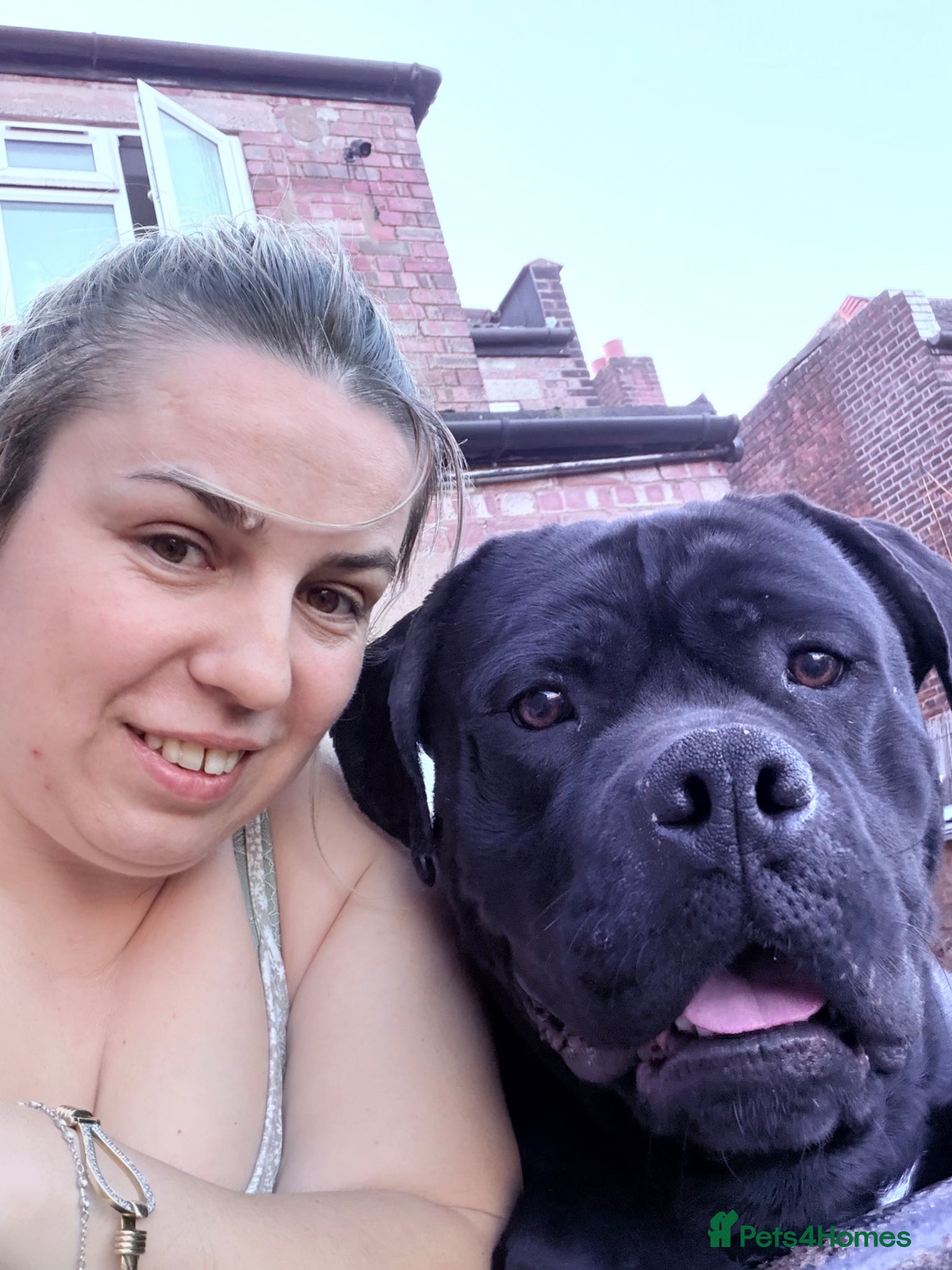 Cane Corso dogs Cane corso - Advert 2