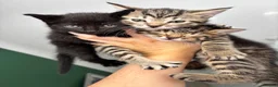 Mixed Breed cats for sale: Kittens  in Alexandria - Advert 1