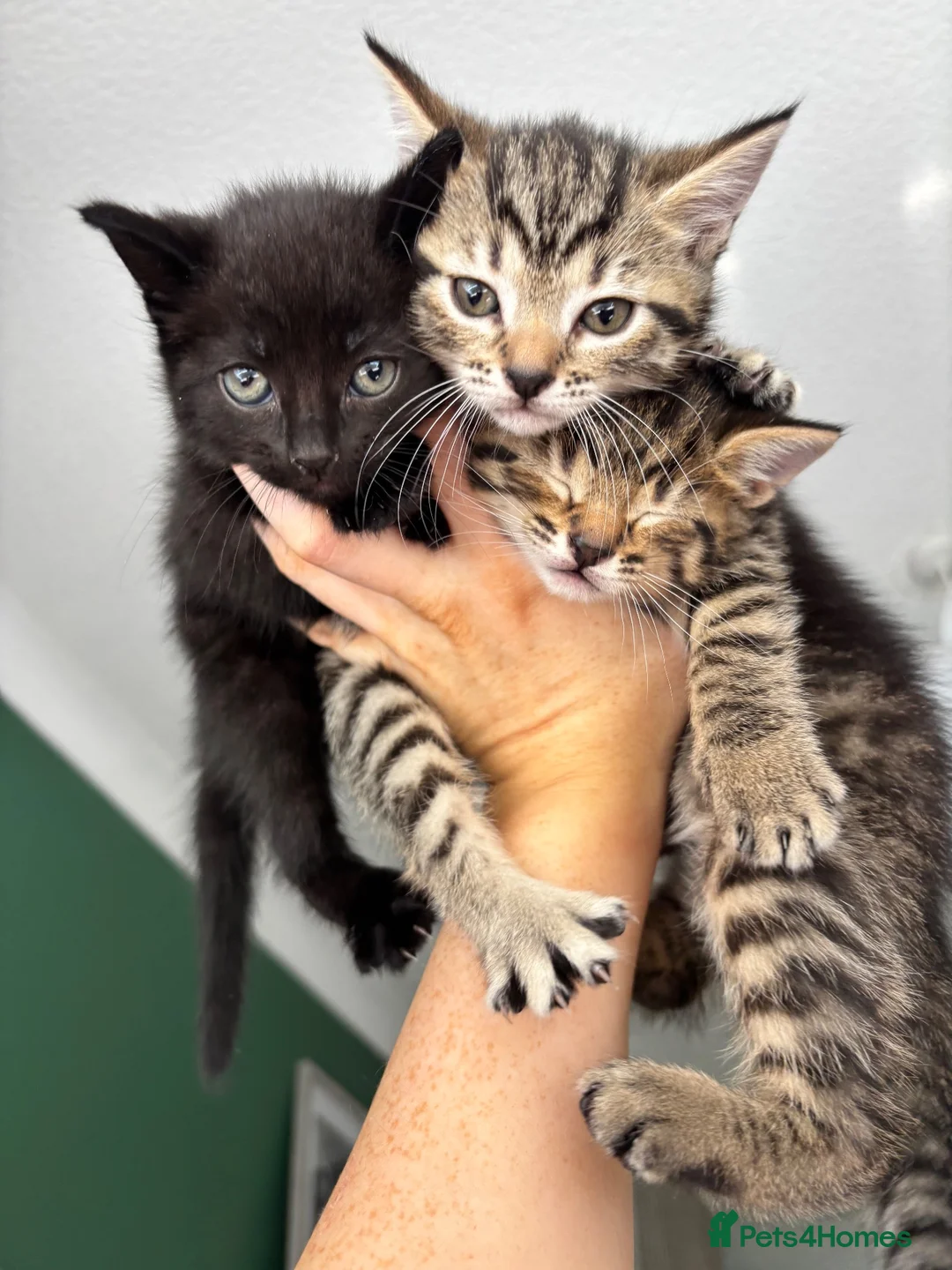 Mixed Breed cats for sale: Kittens  in Alexandria - Advert 1
