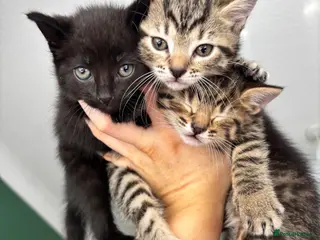 Mixed Breed cats 1 tabby X Kitten 1 all black kitten - Advert 1