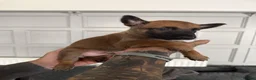 Belgian Shepherd Dog dogs for sale: Alert Eyes, Brave Spirits & Unshakable Loyalty in Glasgow - Advert 6