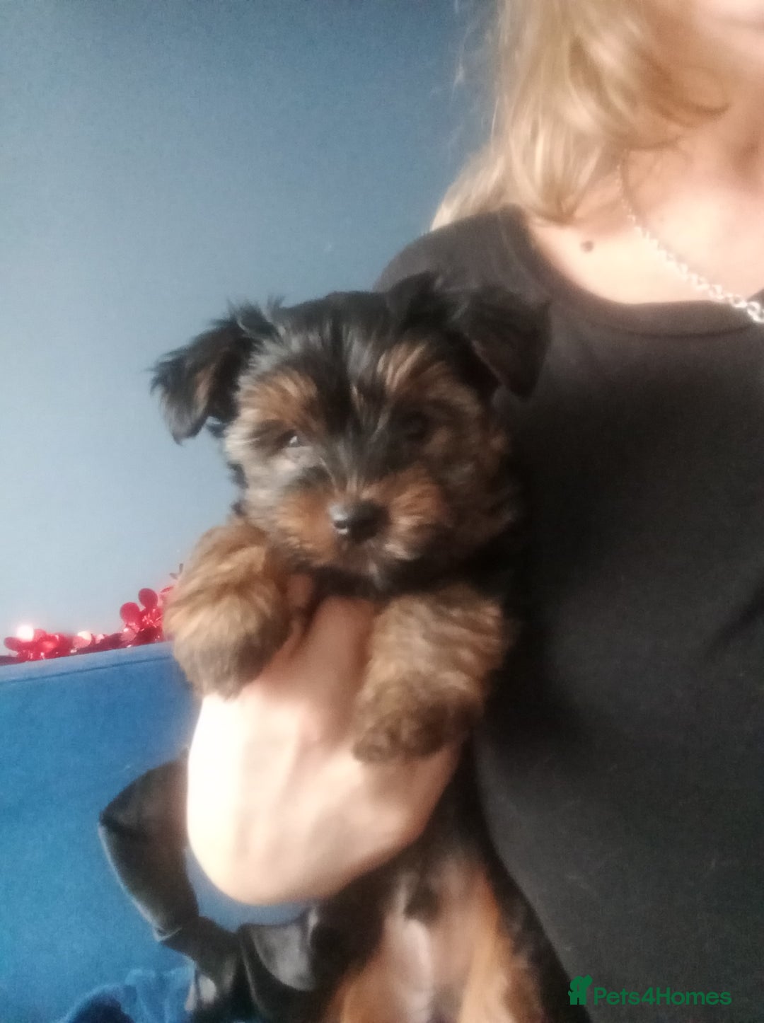 Chorkie dogs for sale: Two amazing Yorkie boys - Advert 18