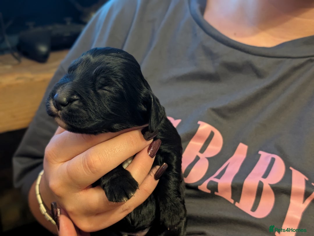 Cocker Spaniel dogs for sale: 🐾 Working Cocker Spaniel Puppies 🐾 - Image 17