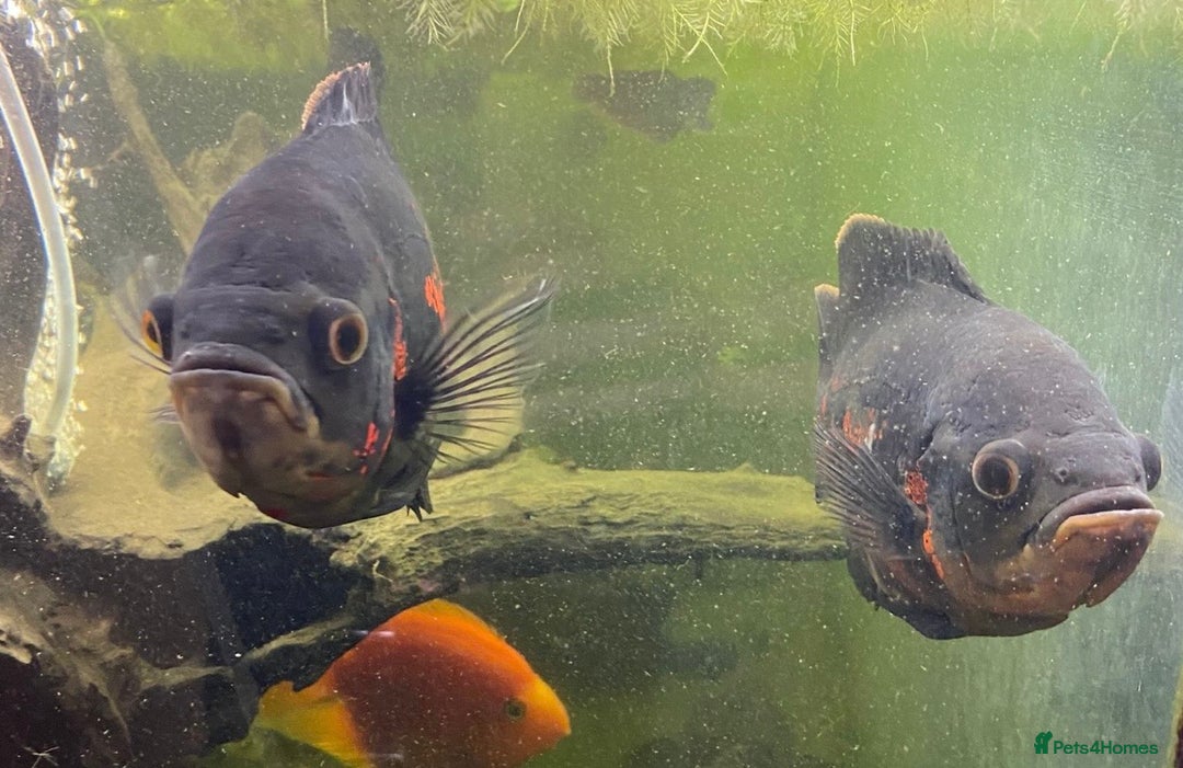 Other/Mixed Breed fish for sale: 2 x Oscar’s and other fish  - Advert 1