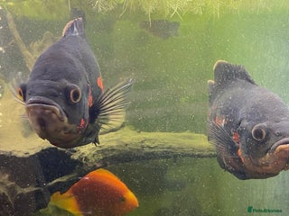 Other/Mixed Breed fish 2 x Oscar’s and other fish - Advert 1