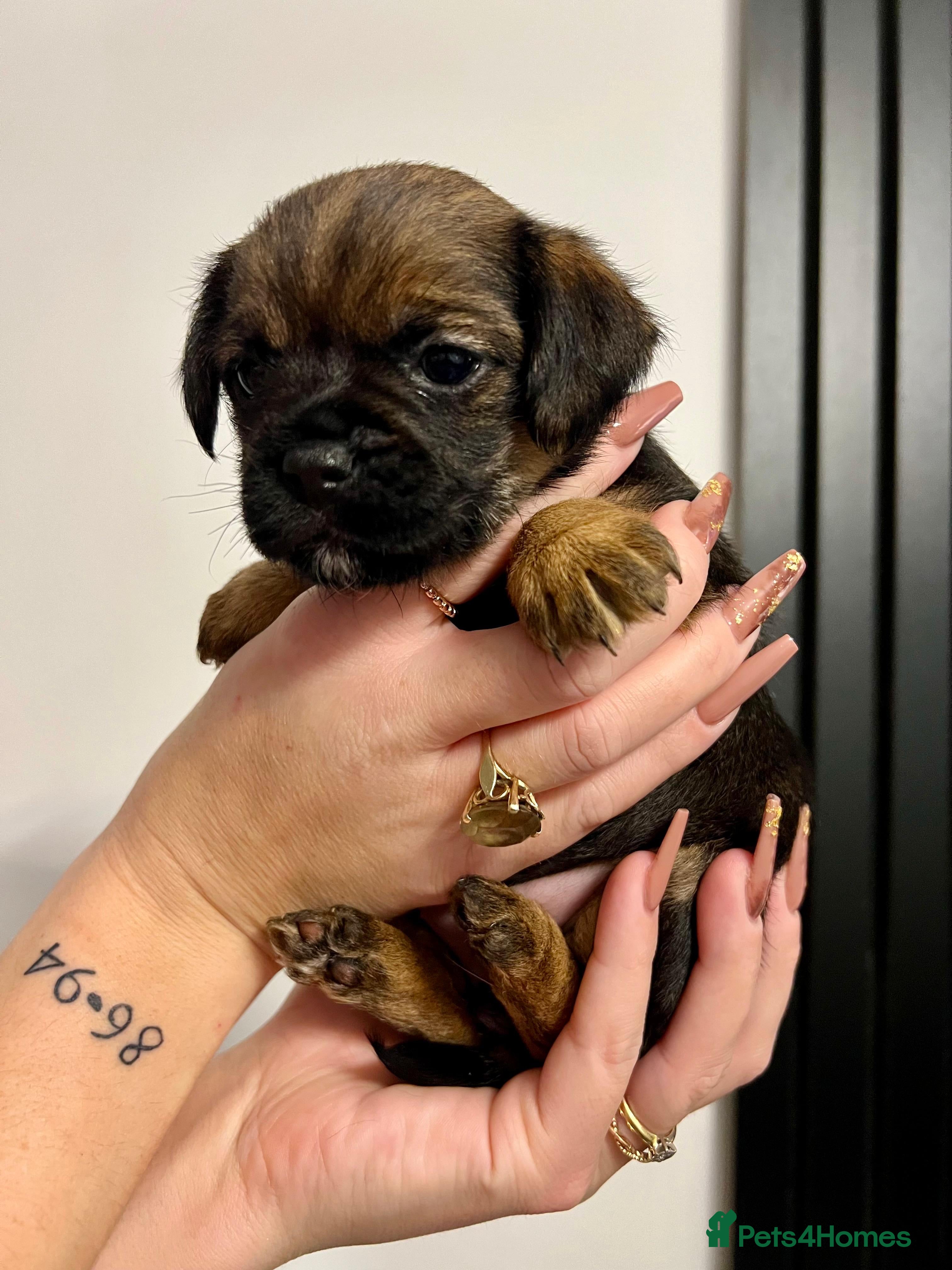 Border Terrier dogs 5 star BORDER TERRIERS PUP KC REG/SLEM CLEAR - Advert 2