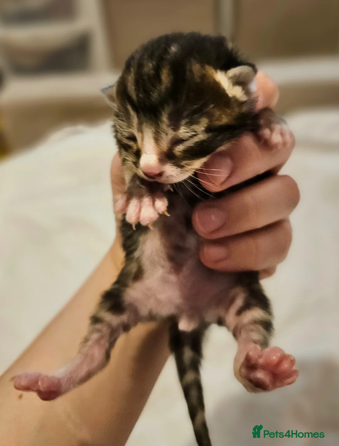 Mixed Breed cats for sale: 1 week old beautiful mixed breed kittens  - Advert 2