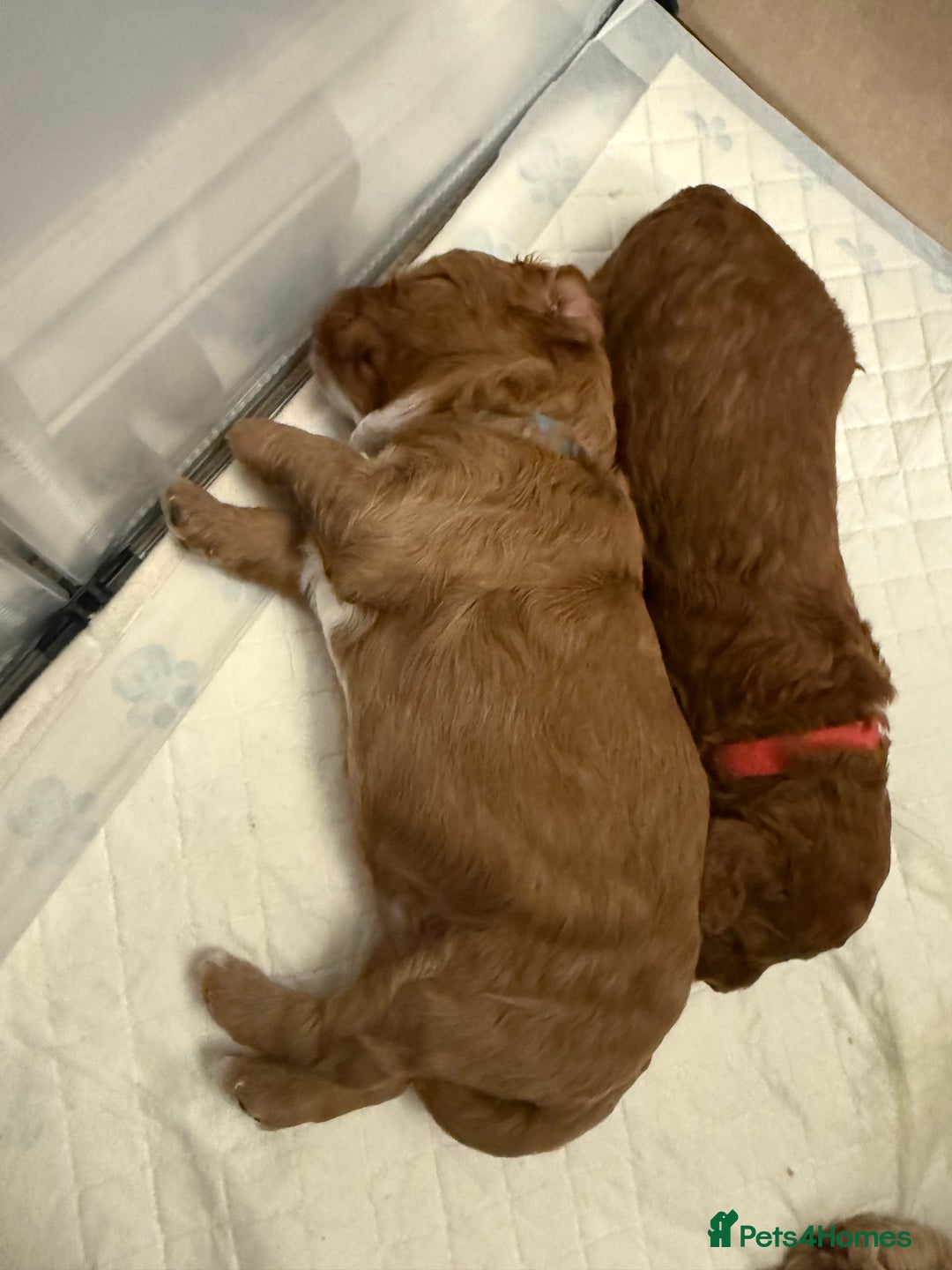 Cockapoo dogs for sale: Championship bloodline F1B toy Cockapoos  - Advert 20