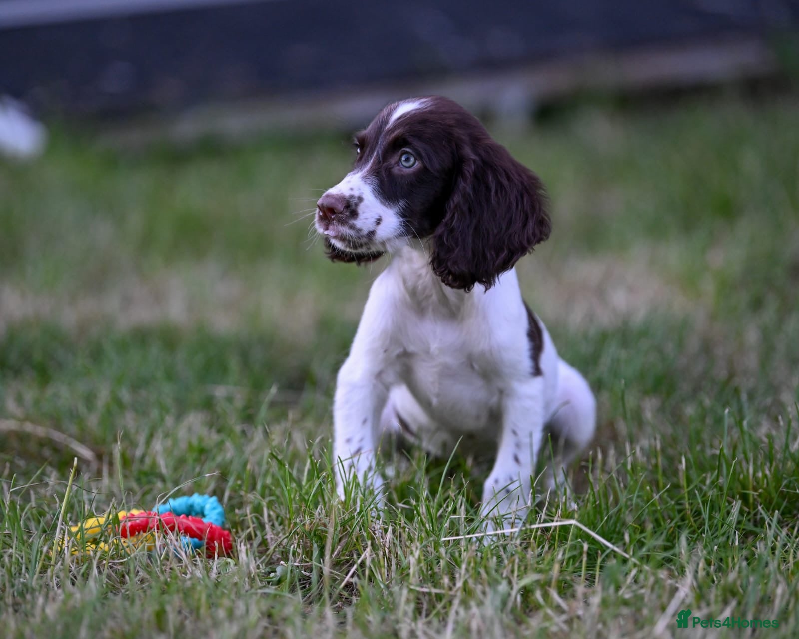 English Springer Spaniel dogs Excellent quality kc springer spaniel pups  - Advert 2