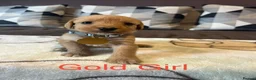Labradoodle dogs for sale: Labradoodle Fox Red❤️❤️❤️ - Advert 10