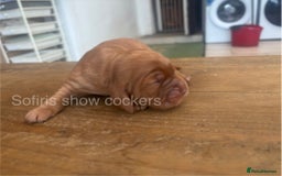 Cocker Spaniel dogs for sale: Last show boy remaining  - Image 10