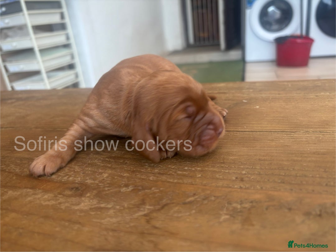 Cocker Spaniel dogs for sale: Last show boy remaining  - Image 10