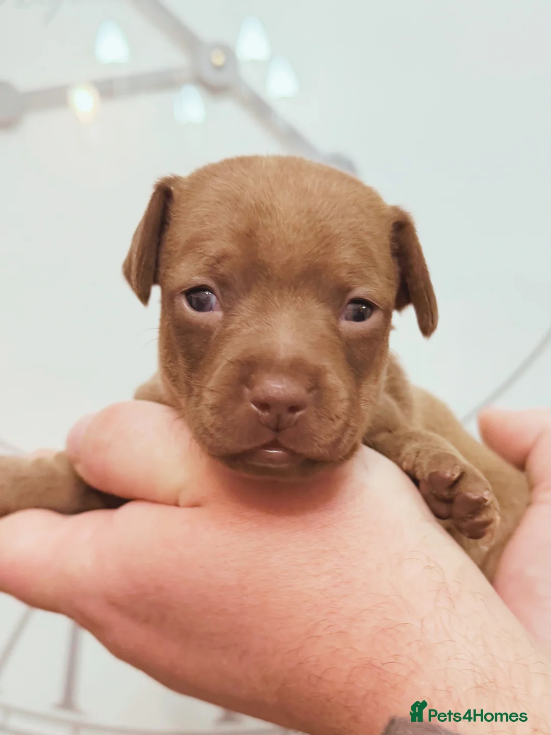 Chiweenie dogs for sale: 3 beautiful baby Chiweenie girls ready early March - Advert 14