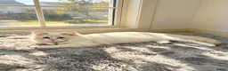 Mixed Breed cats for sale: Ragdoll / Persian Cross for sale - Advert 5