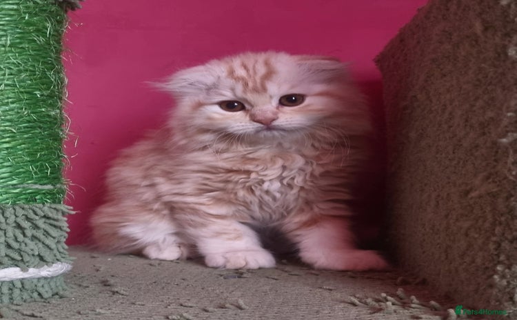 Scottish Fold cats - Advert 1