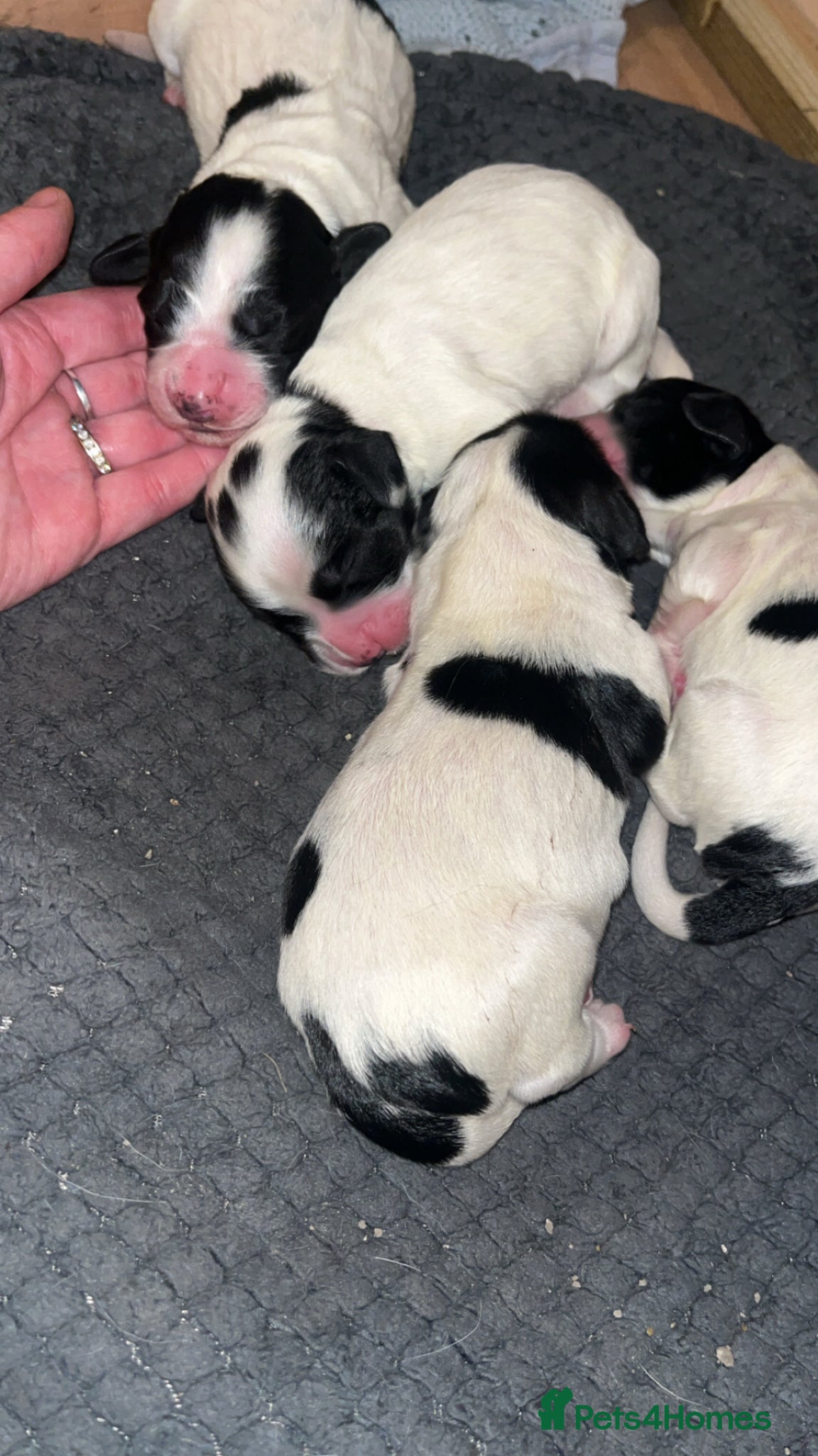 Sprocker dogs for sale: 12 beautiful sprocker spaniels  - Advert 17