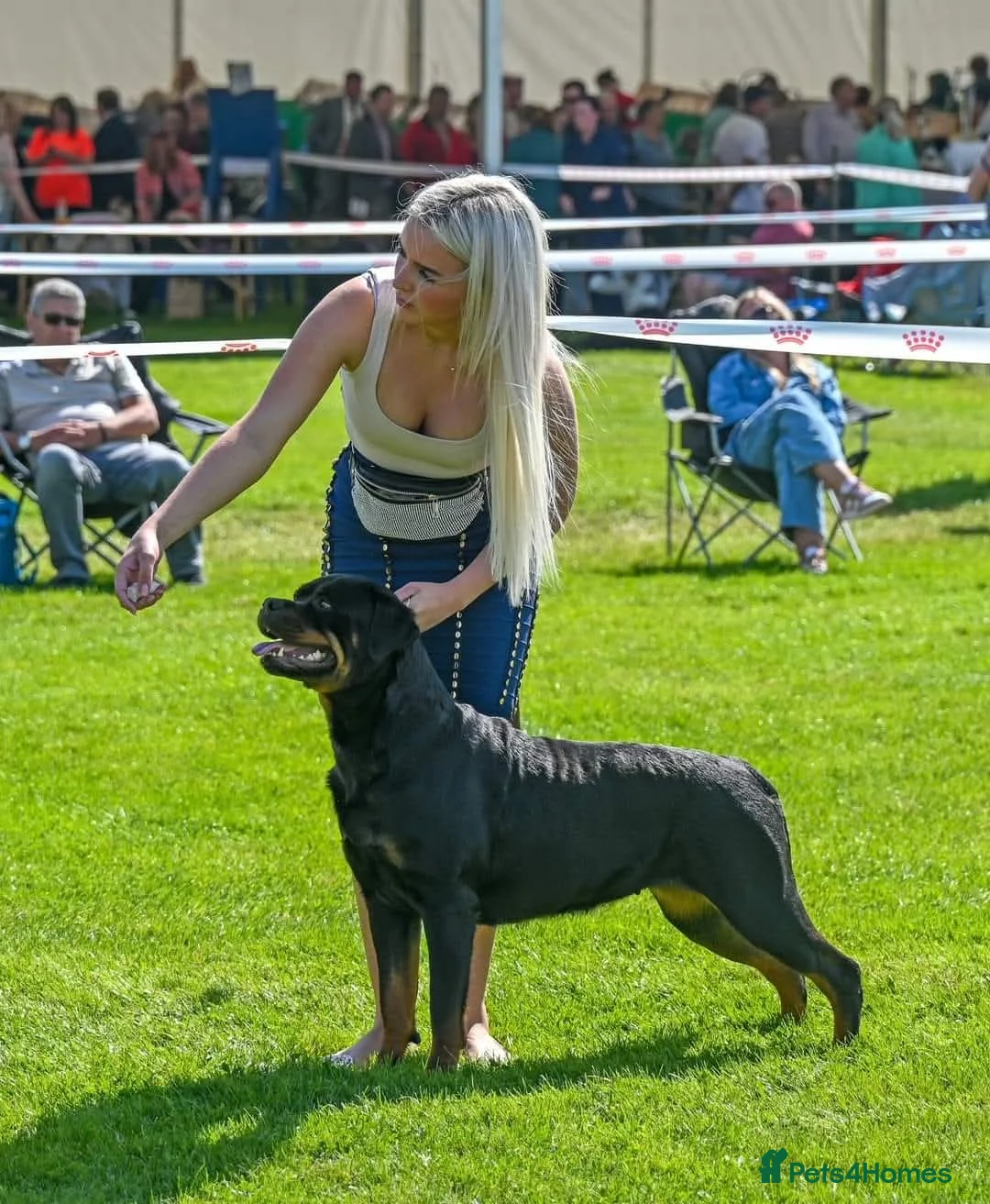 Rottweiler dogs for sale: Excellent Pedigree Dog Puppy - Advert 17