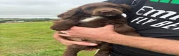 Cocker Spaniel dogs for sale: Cocker spaniels  - Advert 3