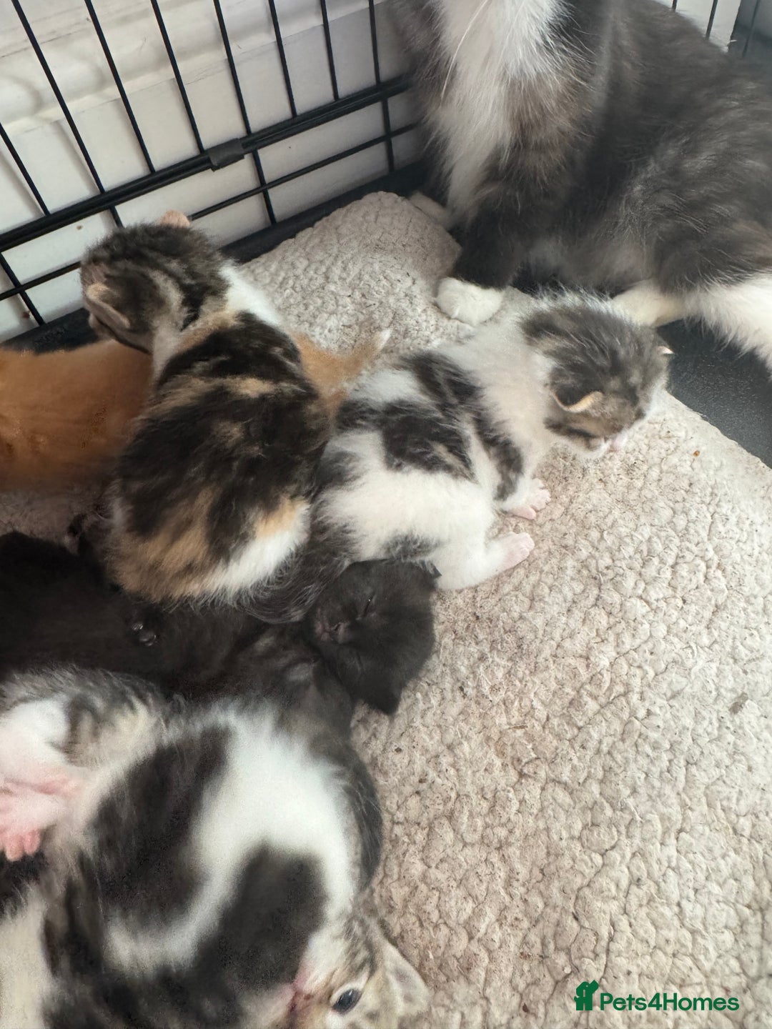 British Shorthair cats for sale: Beautiful fluffy kittens  - Advert 8