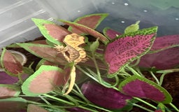 Gecko reptiles for sale: Crested gecko babies  - Image 4