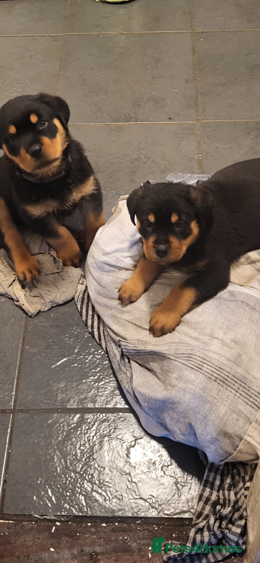 Rottweiler dogs Rotty pupps for sale 13  - Advert 3