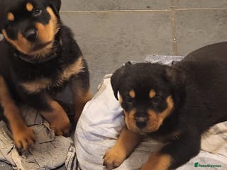 Rottweiler dogs Rotty pupps for sale 13 - Advert 5