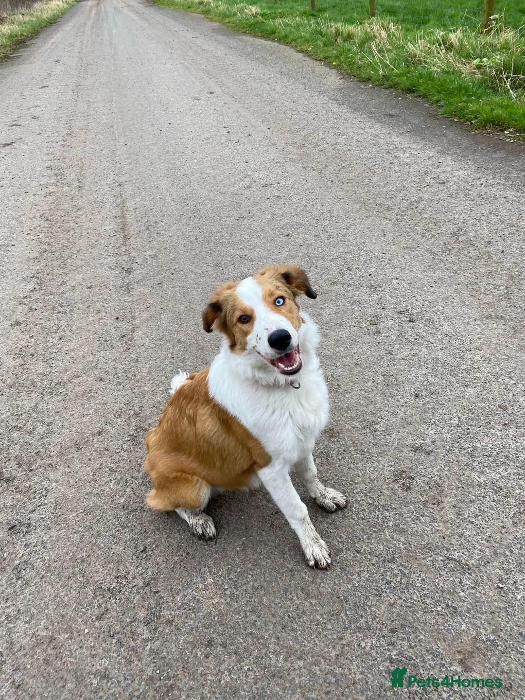 Border Collie dogs for stud: PROVEN Seal Welsh Border Collie **AT STUD** - Advert 8