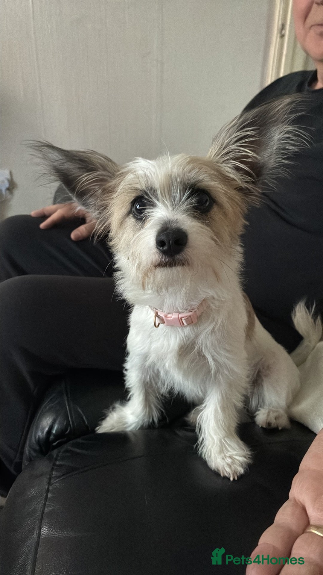 Mixed Breed dogs Lovely puppy  - Advert 1