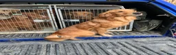 Golden Retriever dogs for sale: Exceptional health tested golden retrievers  - Advert 2