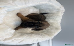 Border Terrier dogs for sale: Stunning litter of 4 boarder terrier puppies - Image 4