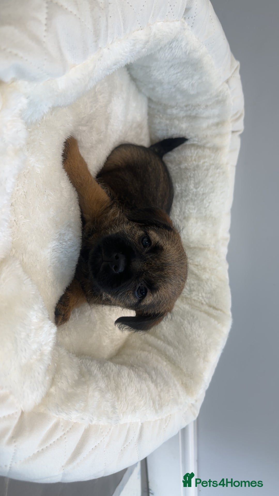 Border Terrier dogs for sale: Stunning litter of 4 boarder terrier puppies - Image 4