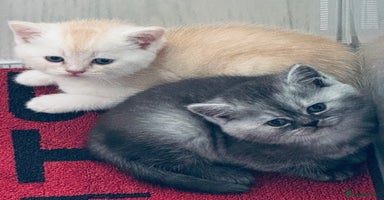 Scottish Fold cats - Advert 10
