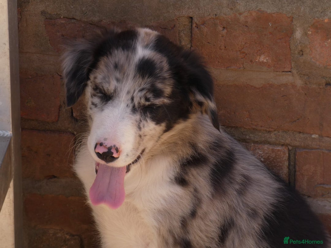Border Collie dogs for sale: Red, and blue merle, tri, b/w collies farm reared - Image 17