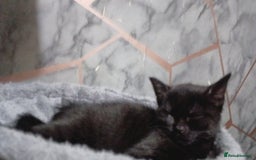 Mixed Breed cats for sale: Male  - Image 2