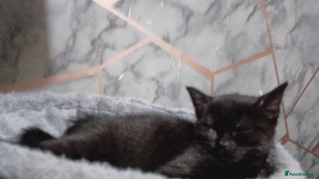 Mixed Breed cats for sale: Male  - Image 2