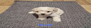Bichon Frise Puppy Blue