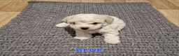 Bichon Frise dogs for sale: Bichon Frise Puppies – Champion Bloodlines  - Advert 6