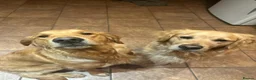 Golden Retriever dogs for stud: KCReg Proven Gorgeous Golden Retriever  - Advert 6