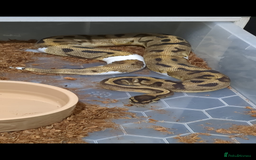 Python Snake reptiles for sale: Royal Pythons  - Image 17