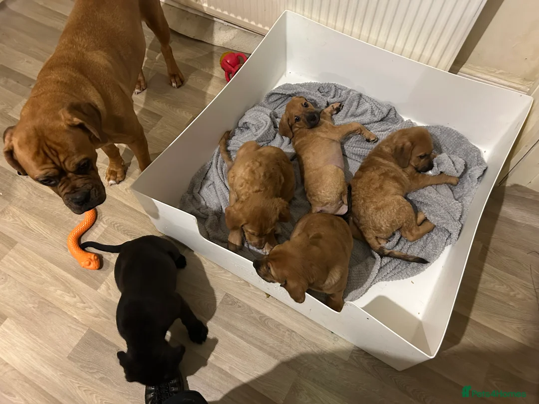 Mixed Breed dogs for sale: Dogue de Bordeaux X Borador puppies - Advert 2