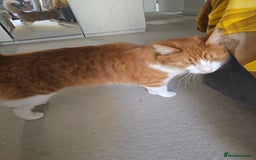 Mixed Breed cats for sale: Simba ginger mixed breed  - Image 4