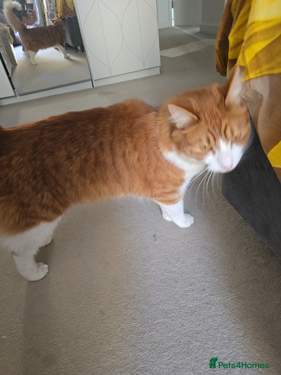 Mixed Breed cats for sale: Simba ginger mixed breed  - Image 4