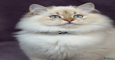 British Shorthair cats - Advert 5