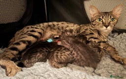 Savannah cats for sale: Gorgeous Female SBT kittens - Image 5