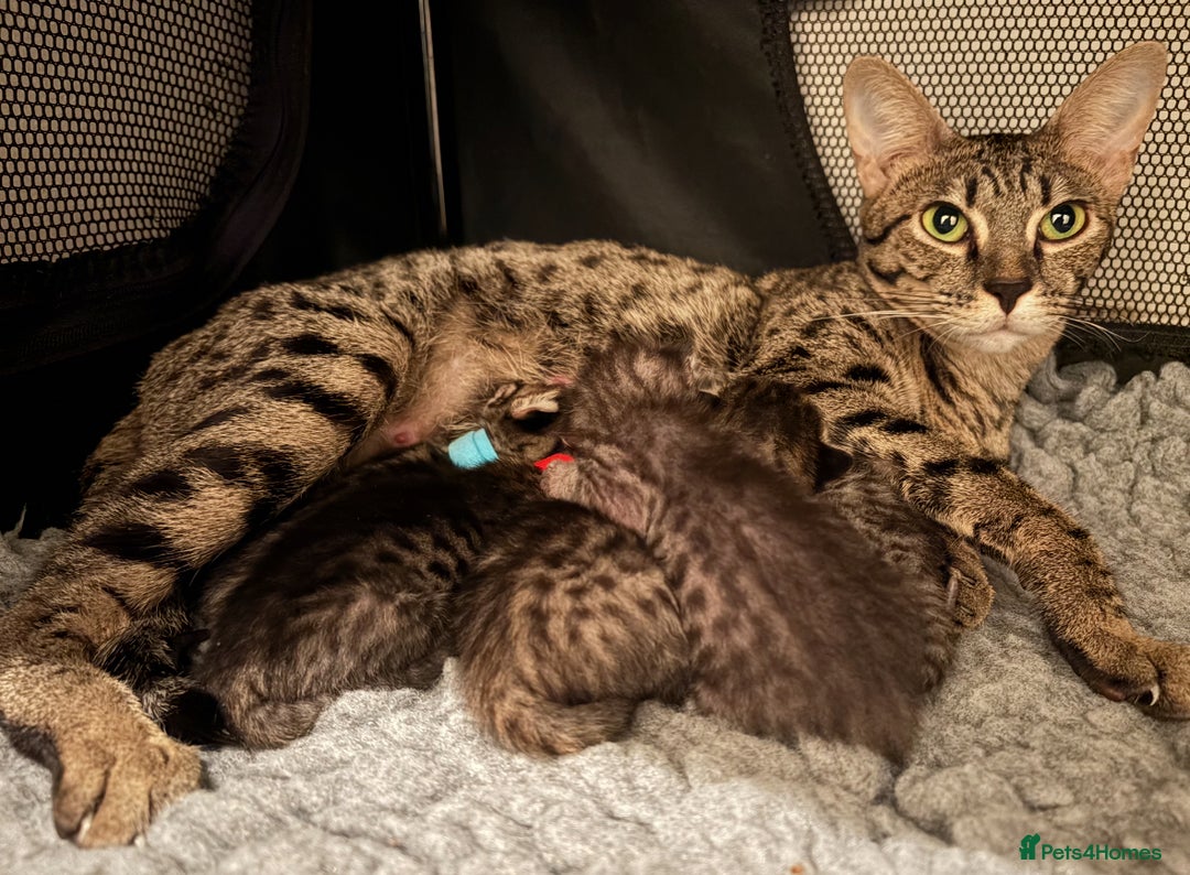 Savannah cats for sale: Gorgeous Female SBT kittens - Image 5
