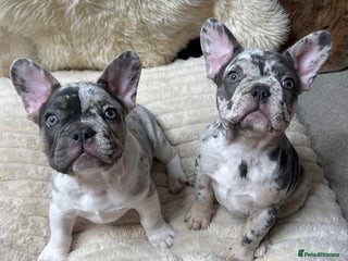 French Bulldog dogs ONLY TWO LEFT! RARE PURE BLUE MERLE TAN PUPPIES - Advert 7