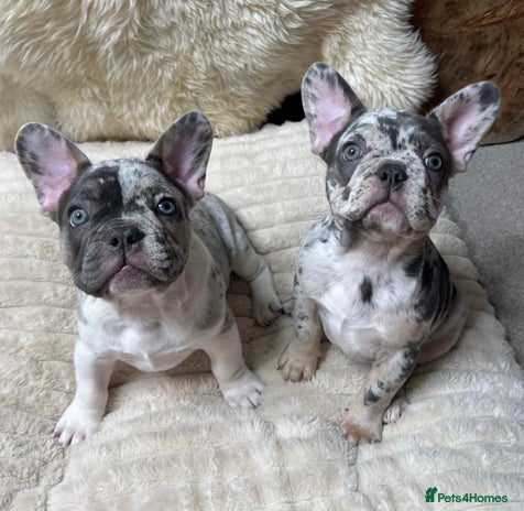 French Bulldog dogs ONLY TWO LEFT! RARE PURE BLUE MERLE TAN PUPPIES - Advert 7