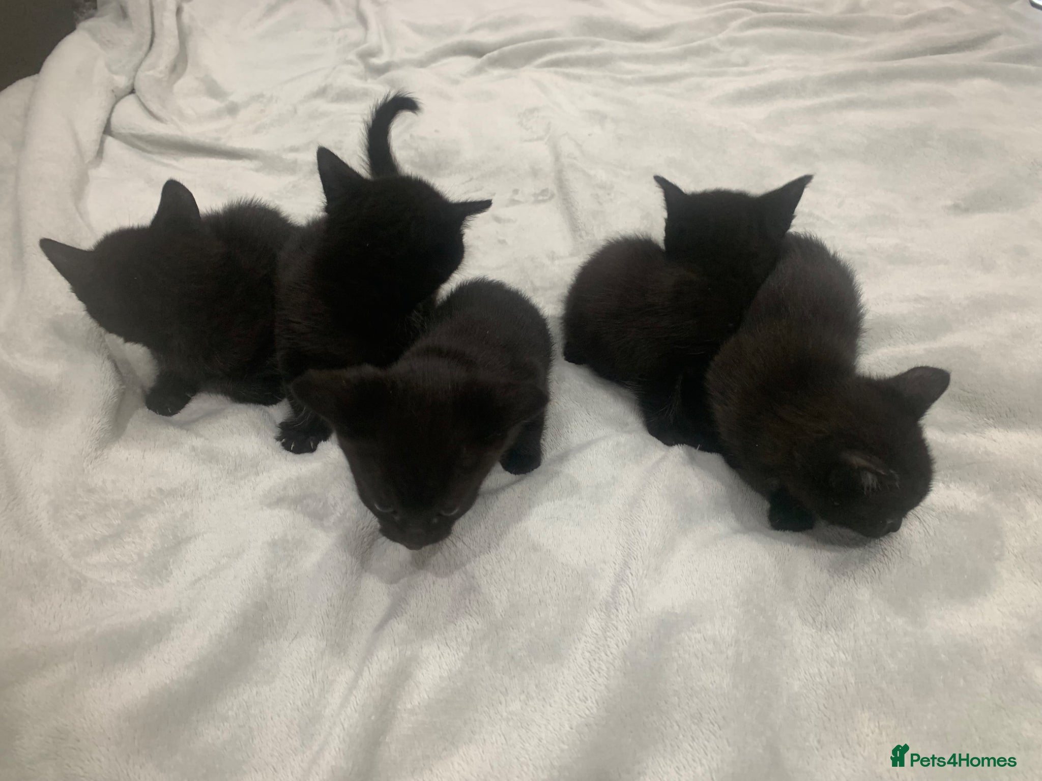 Mixed Breed cats Gorgeous mixed kittens  - Advert 7