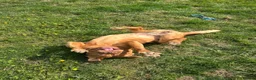 Dogue De Bordeaux dogs for sale: Dogue De Bordeaux Girl - Advert 2