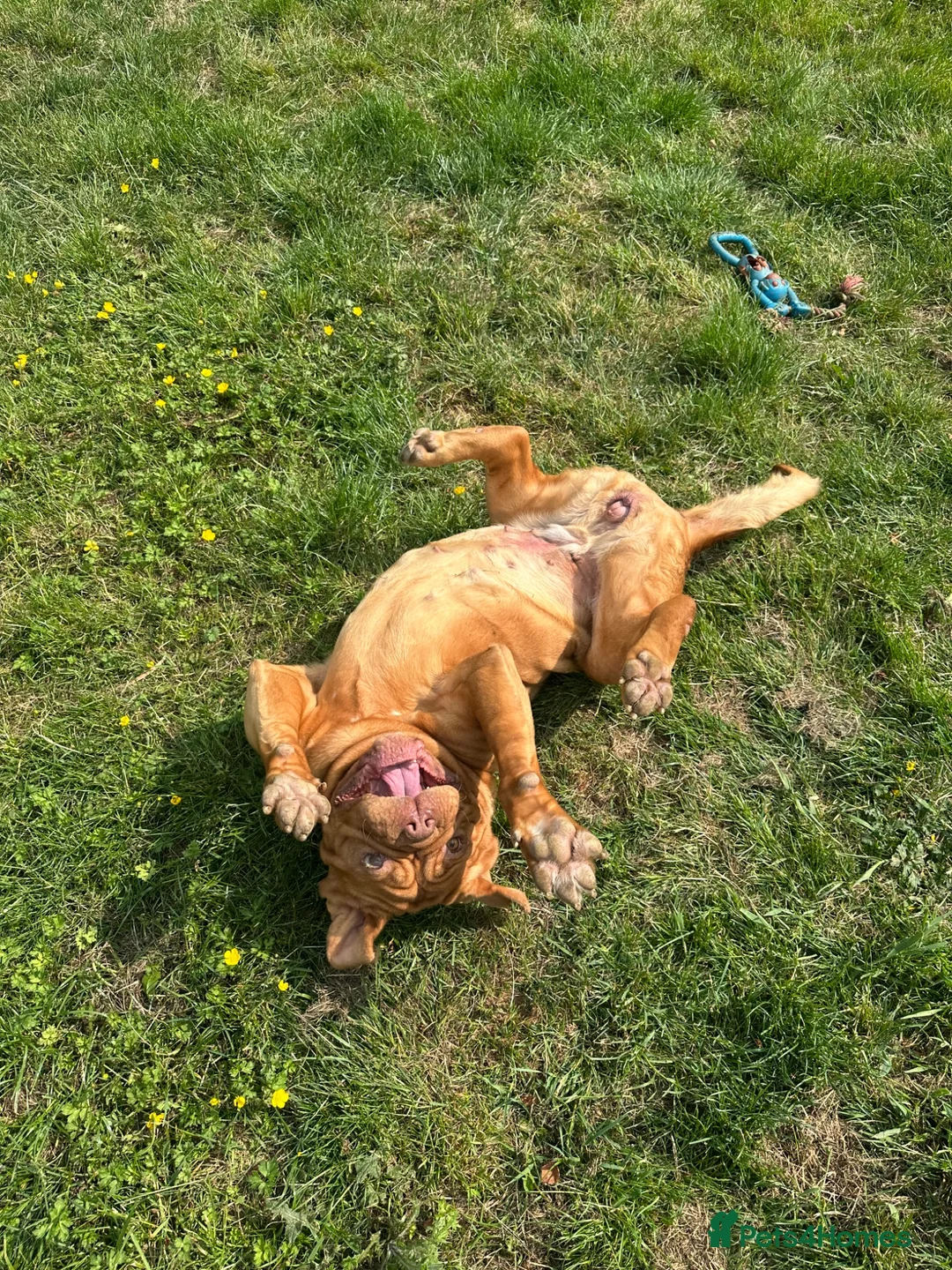 Dogue De Bordeaux dogs for sale: Dogue De Bordeaux Girl - Advert 2